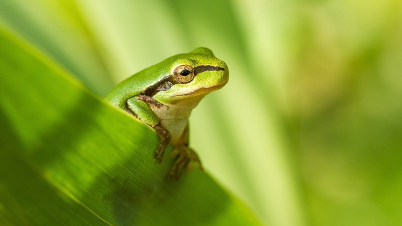 frog nature-High Quality HD Wallpaper Wallpaper 1920x1080[10wallpaper.com]